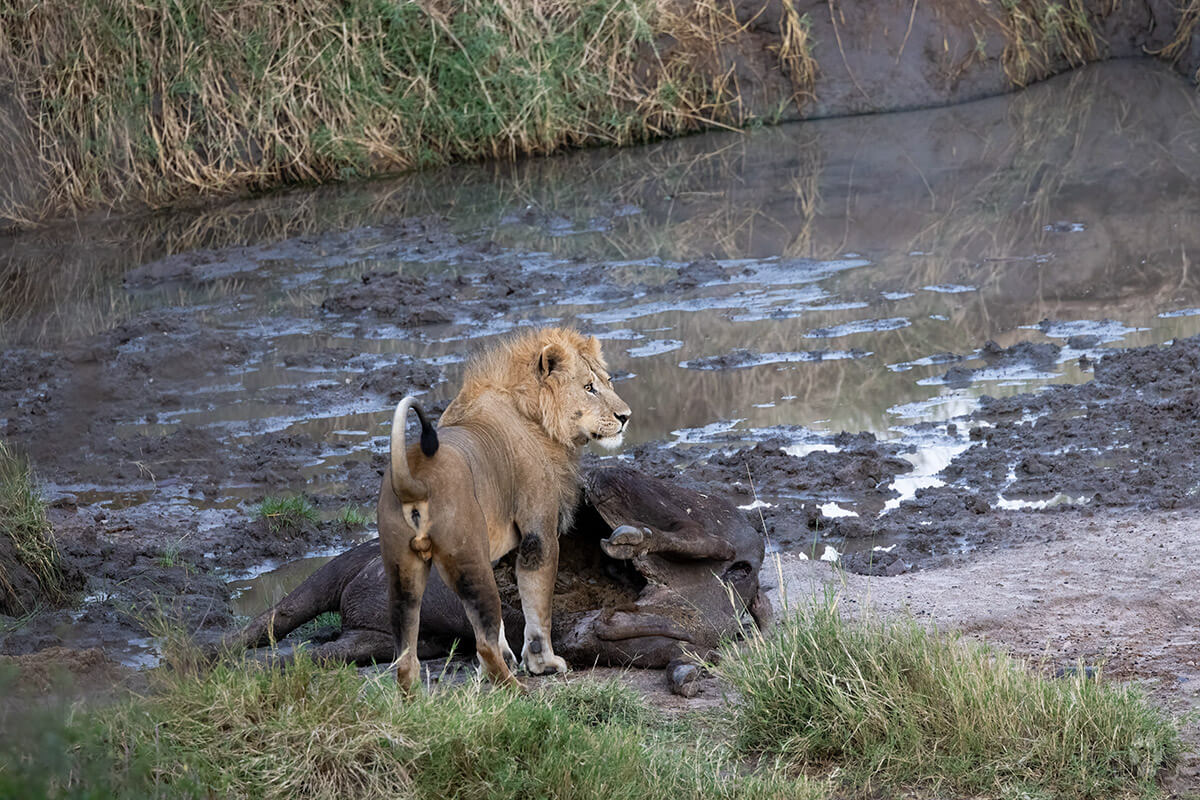 Leone con carcassa di bufalo