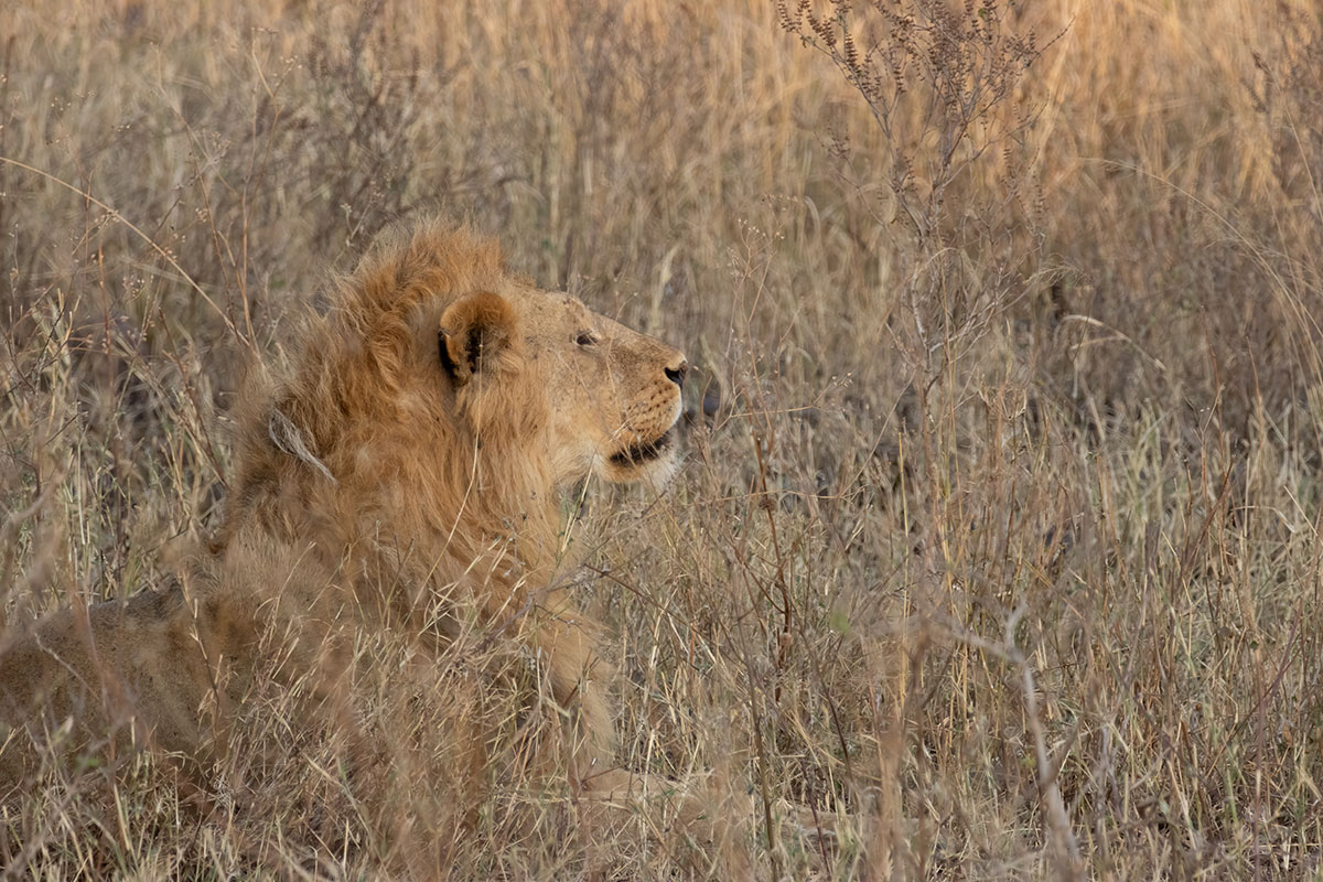 Leone nella savana