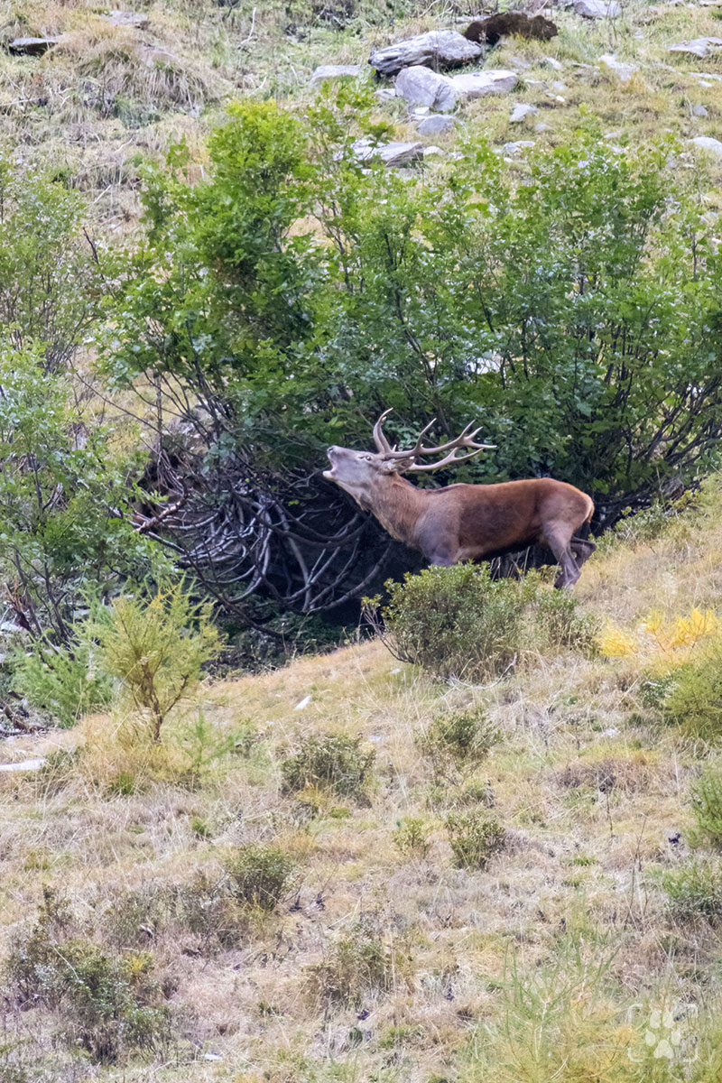 bramito cervo maschio