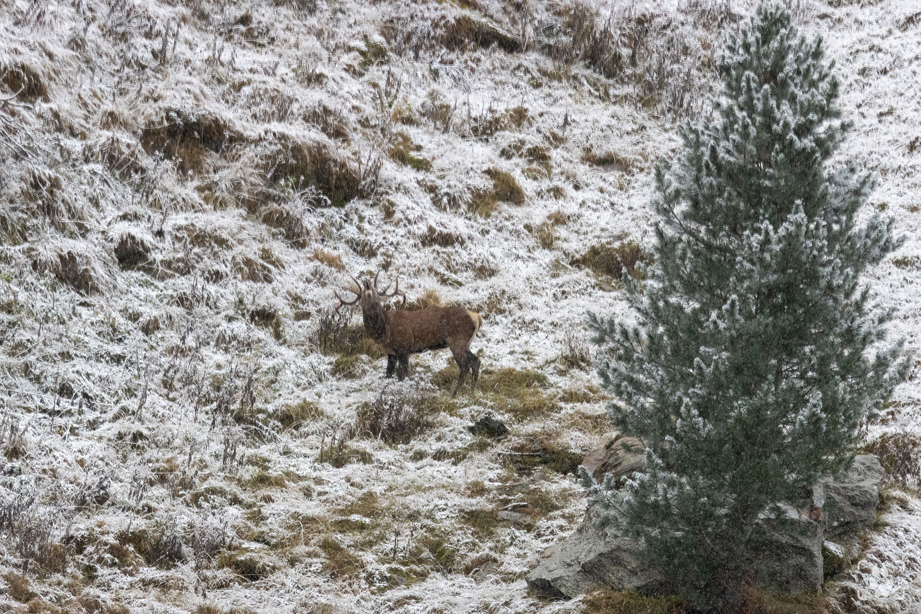 bramito cervo prima neve