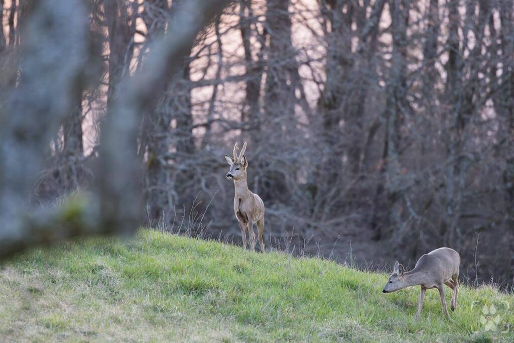 capriolo maschio e femmin