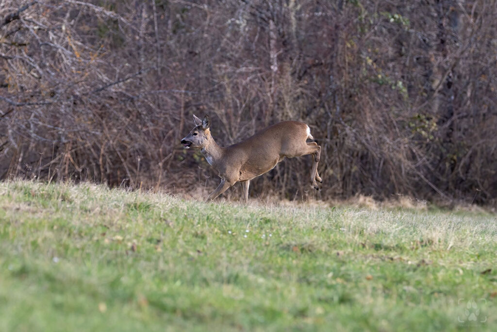 capriolo femmina in salto