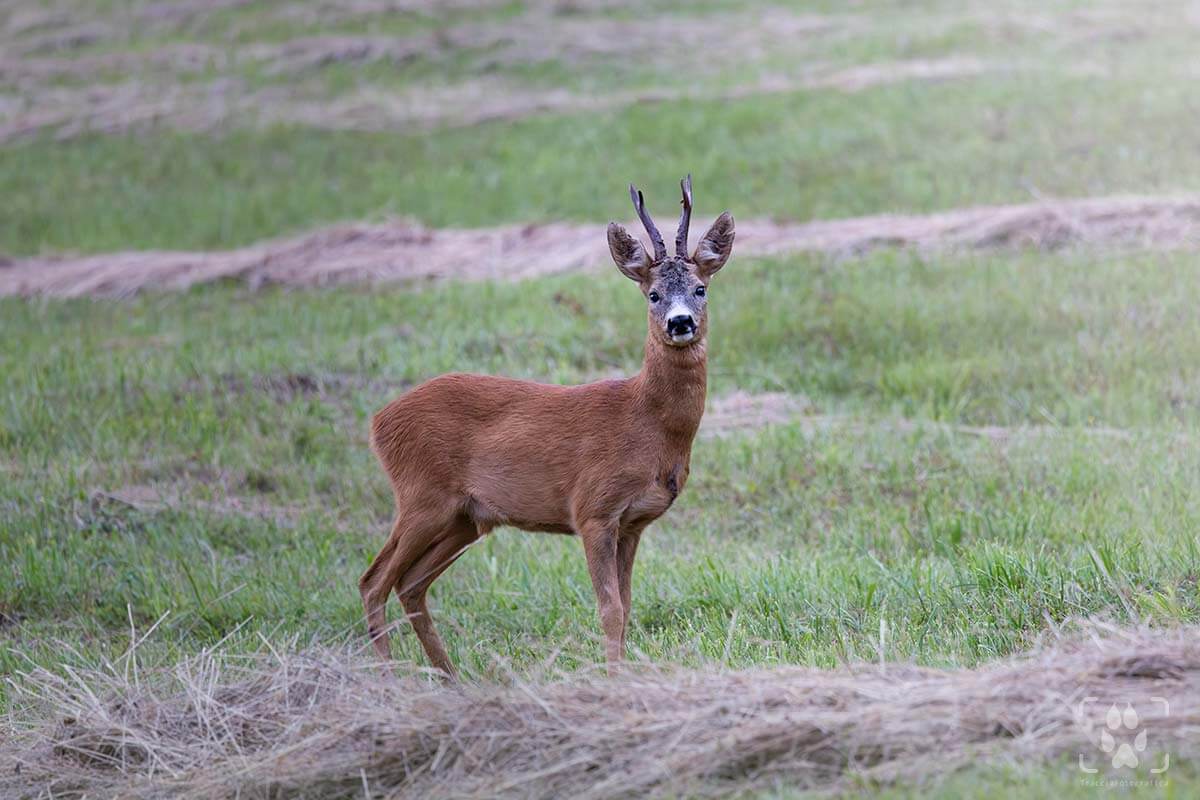 Capriolo maschio in estate
