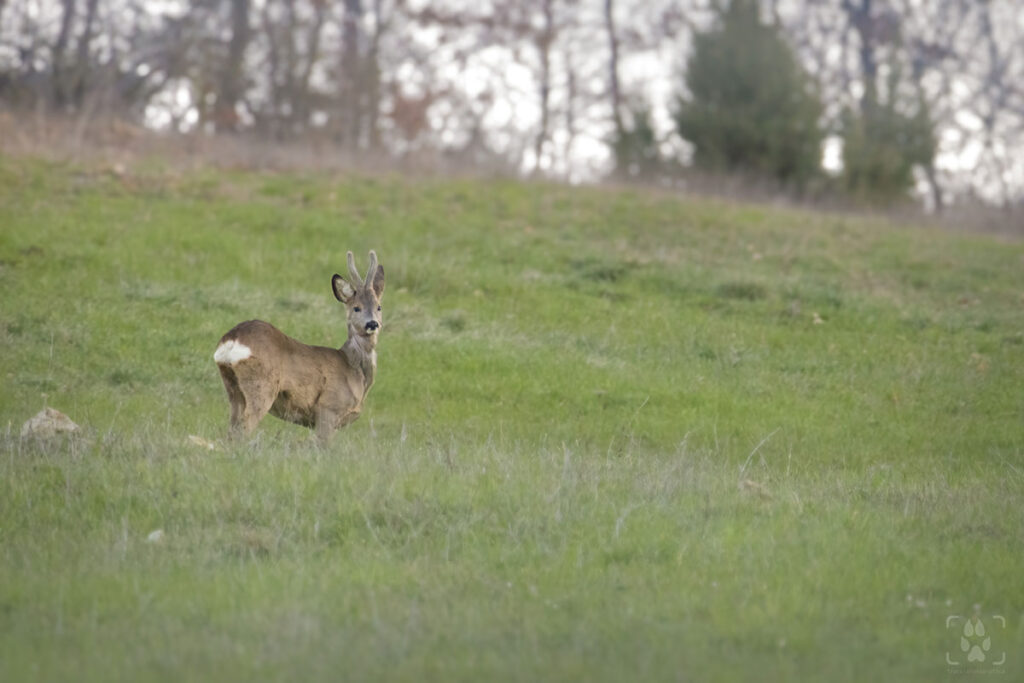 capriolo di un anno nella collina