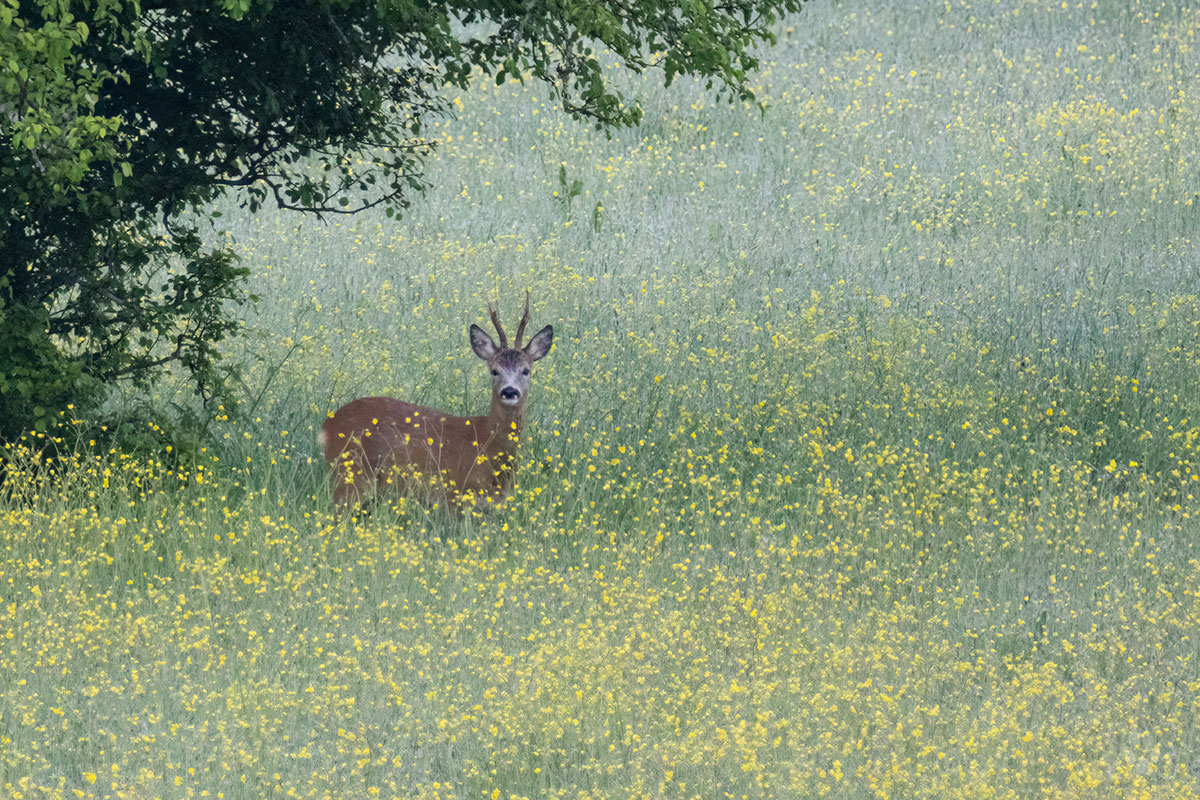 capriolo tra i fiori