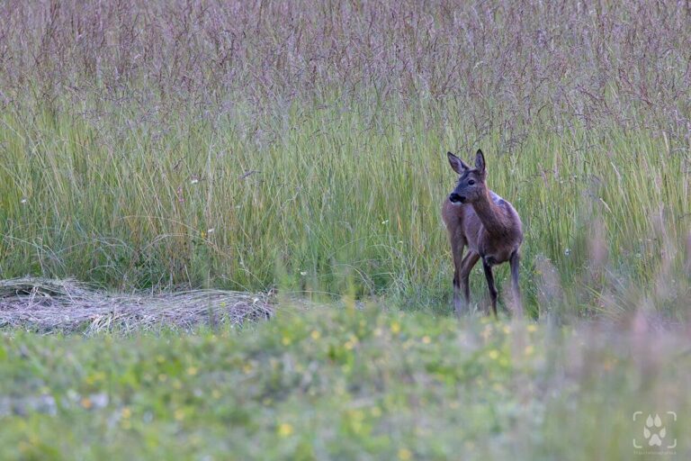 come fotografare caprioli