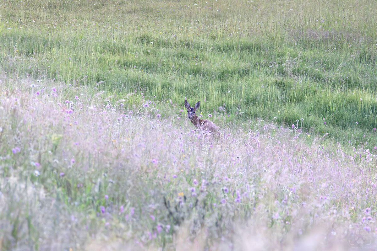 Cucciolo di capriolo tra i fiori