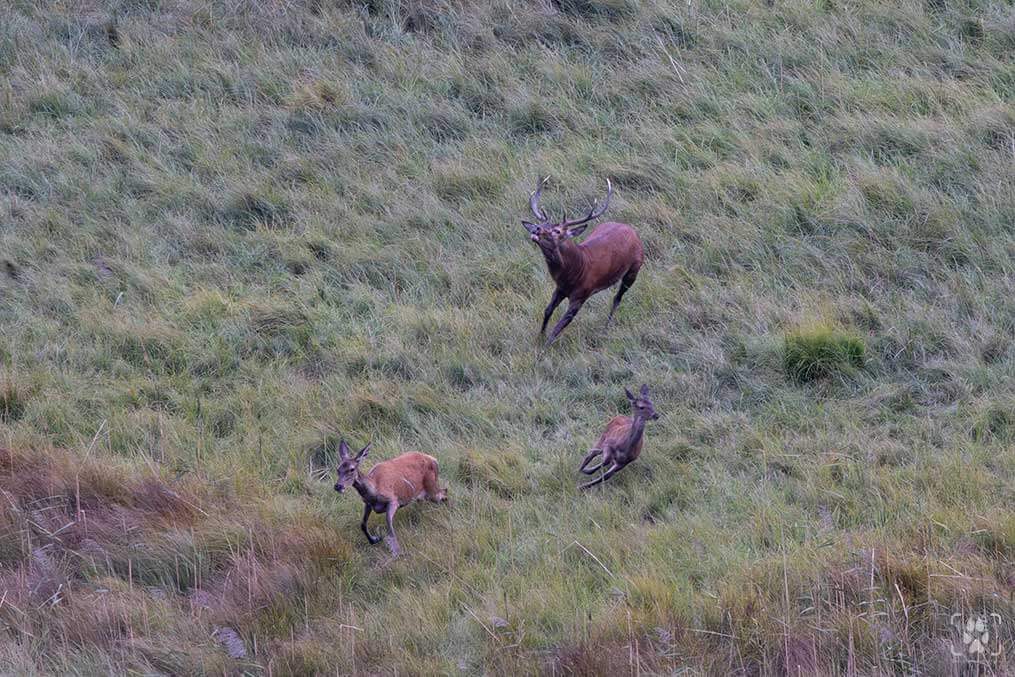 fotografare bramito del cervo settembre