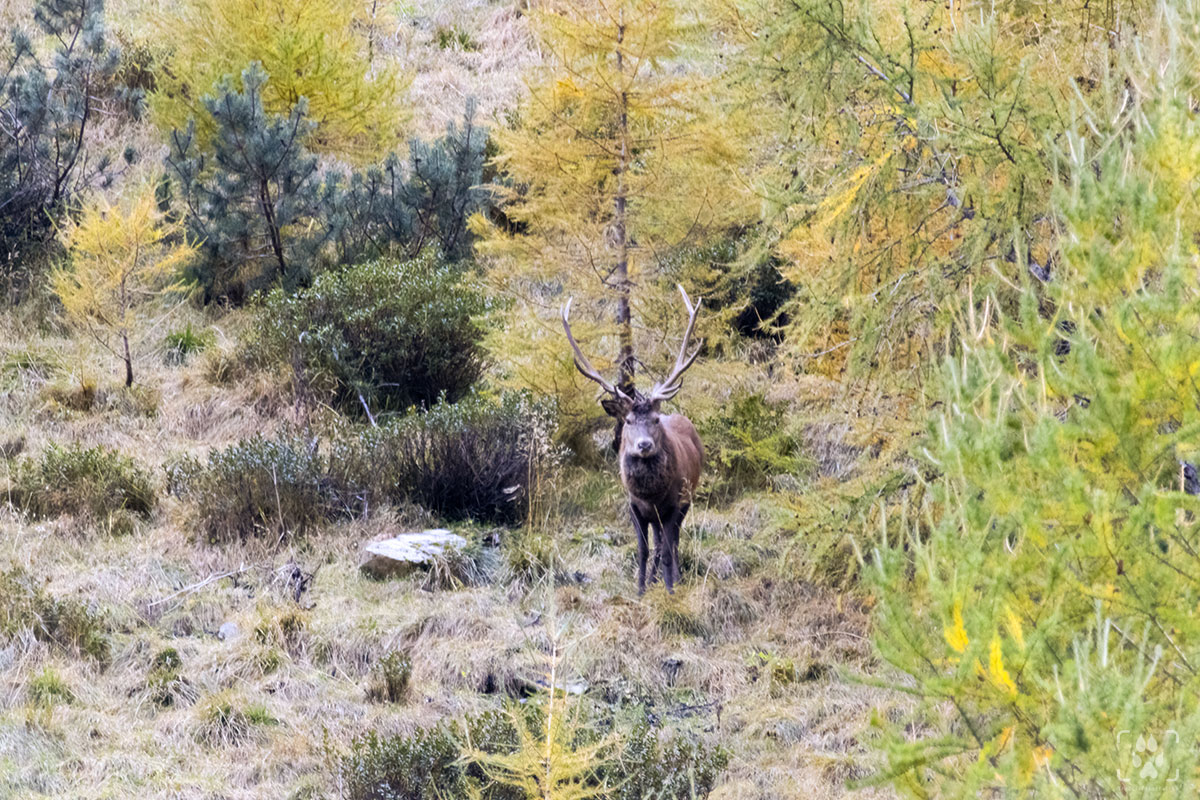 Un cervo che esce dal bosco la sera d'autunno tra i larici