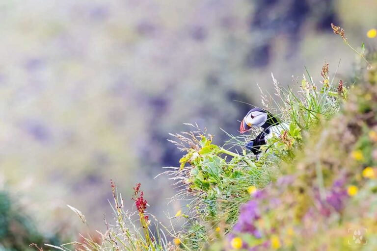 fotografia in islanda pulcinella di mare