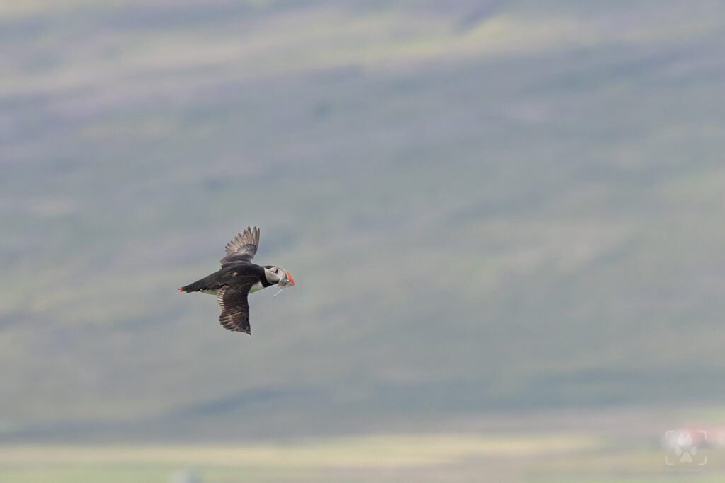 Puffin in volo in Islanda