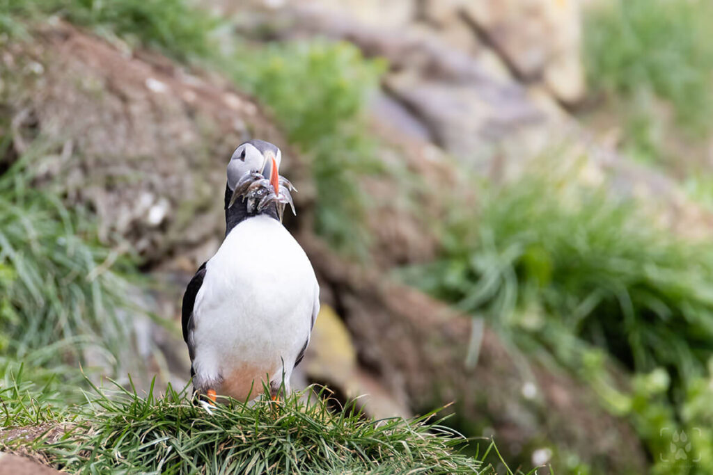 Puffin con aringhe