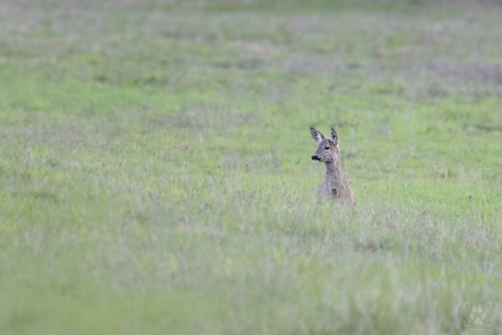 capriolo nell'erba bassa
