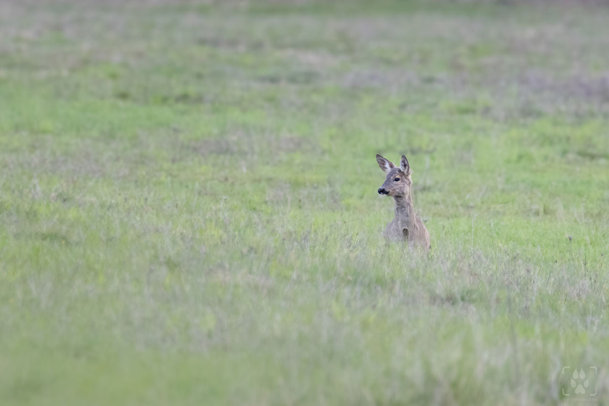 Capriolo nell'erba