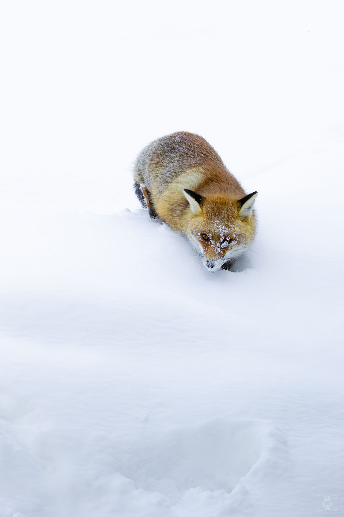 Volpe nella neve