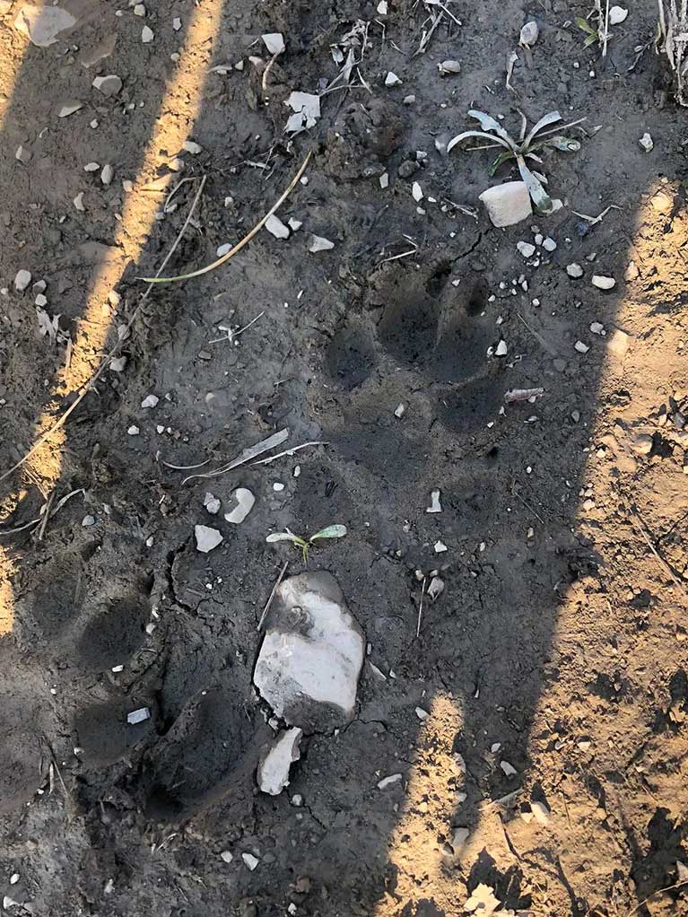 impronta di canide nel terreno
