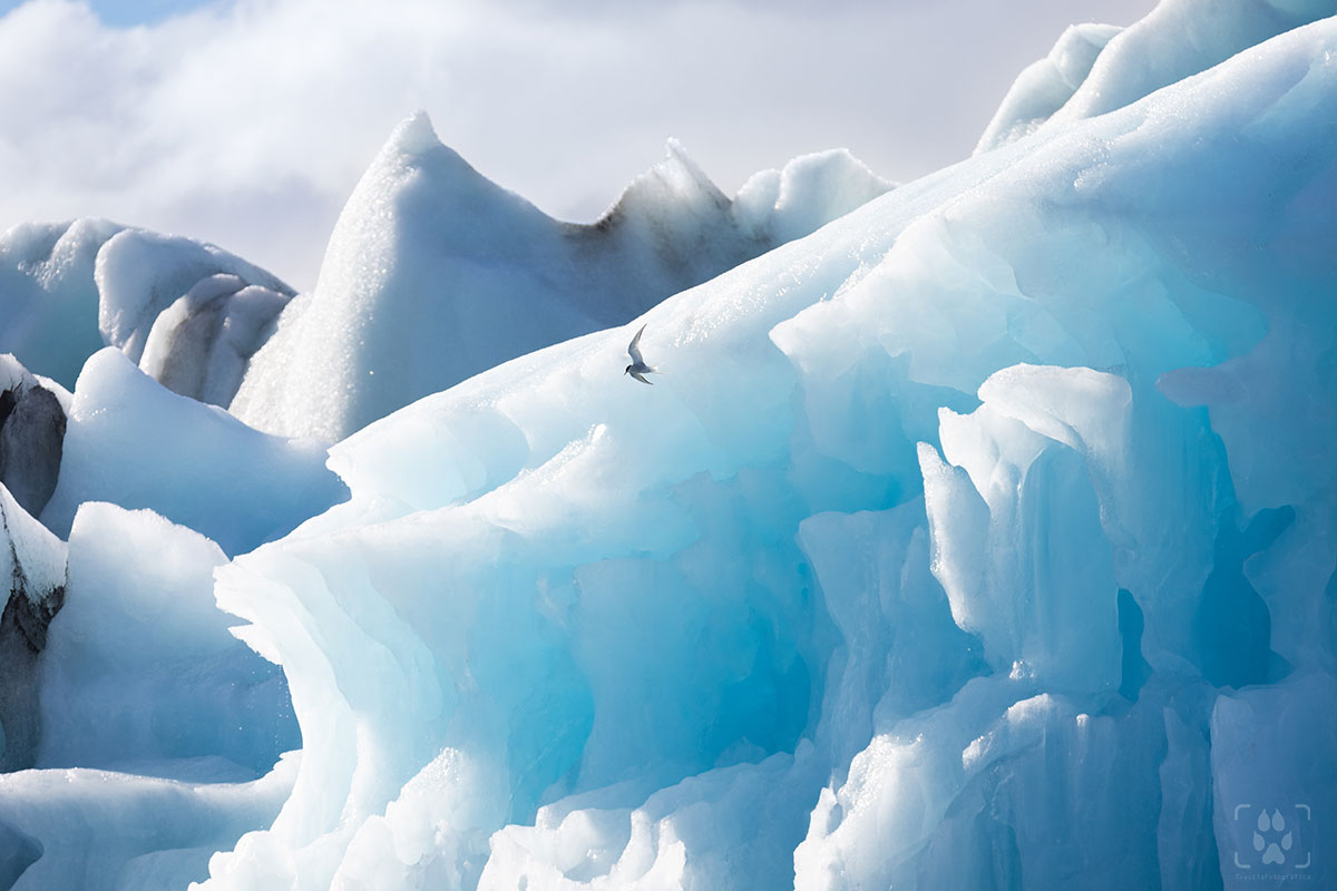 Jökulsárlón iceberg