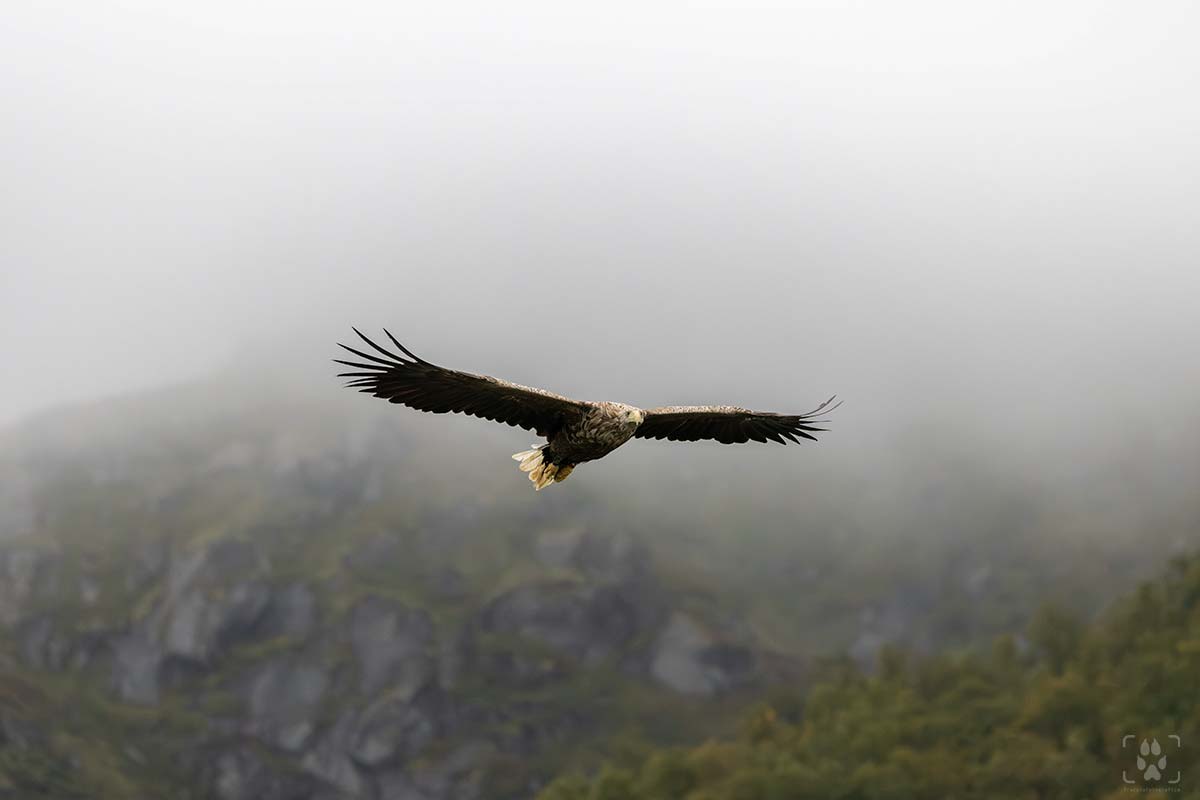 Aquila reale