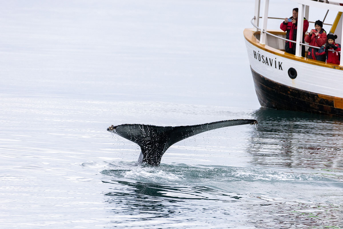 Balena Husavik