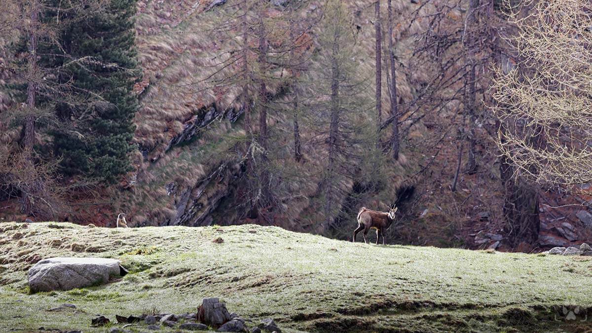 Camoscio e marmotta a confronto