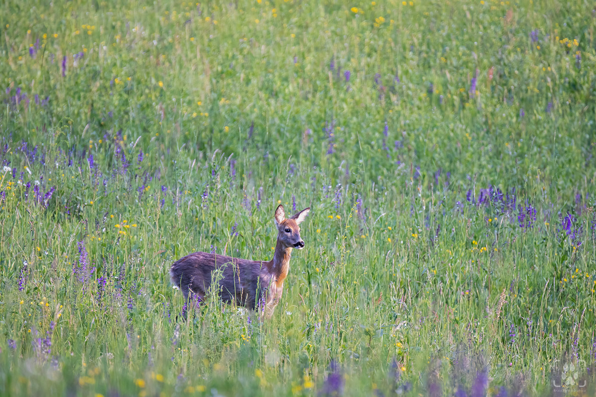 Capriolo tra i fiori primaverili