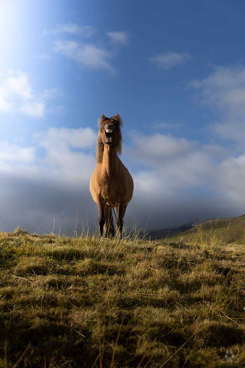 cavallo islandese