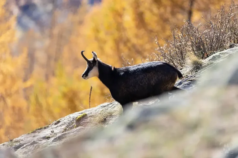 come fotografare gli animali selvatici