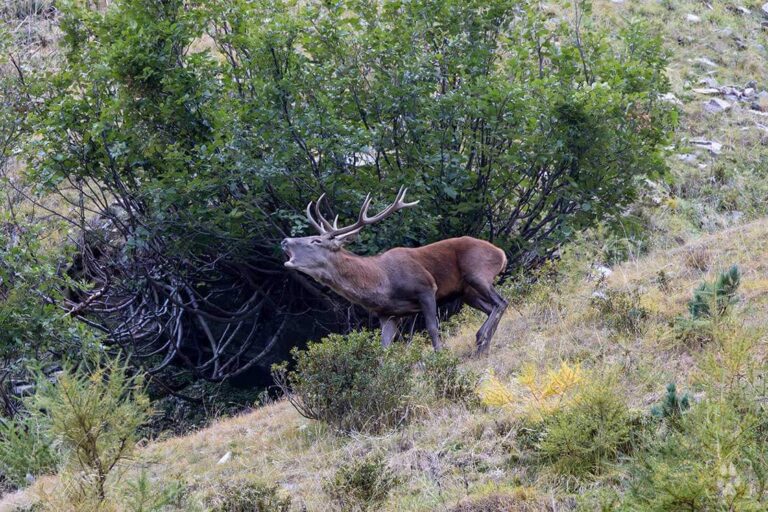 cosa e fotografia naturalistica