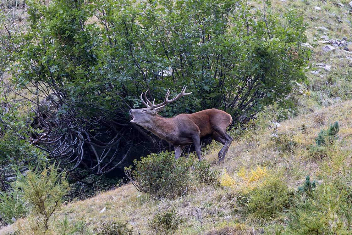 fotografare i cervi durante il bramito in autonno
