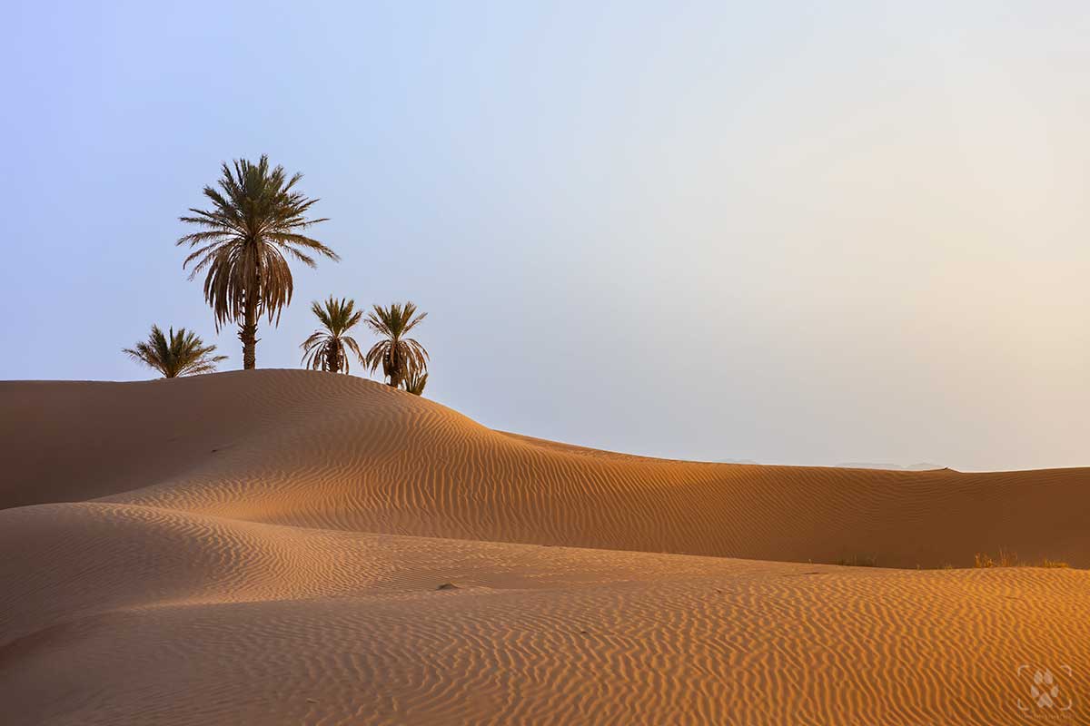 dune del deserto zagora al tramonto
