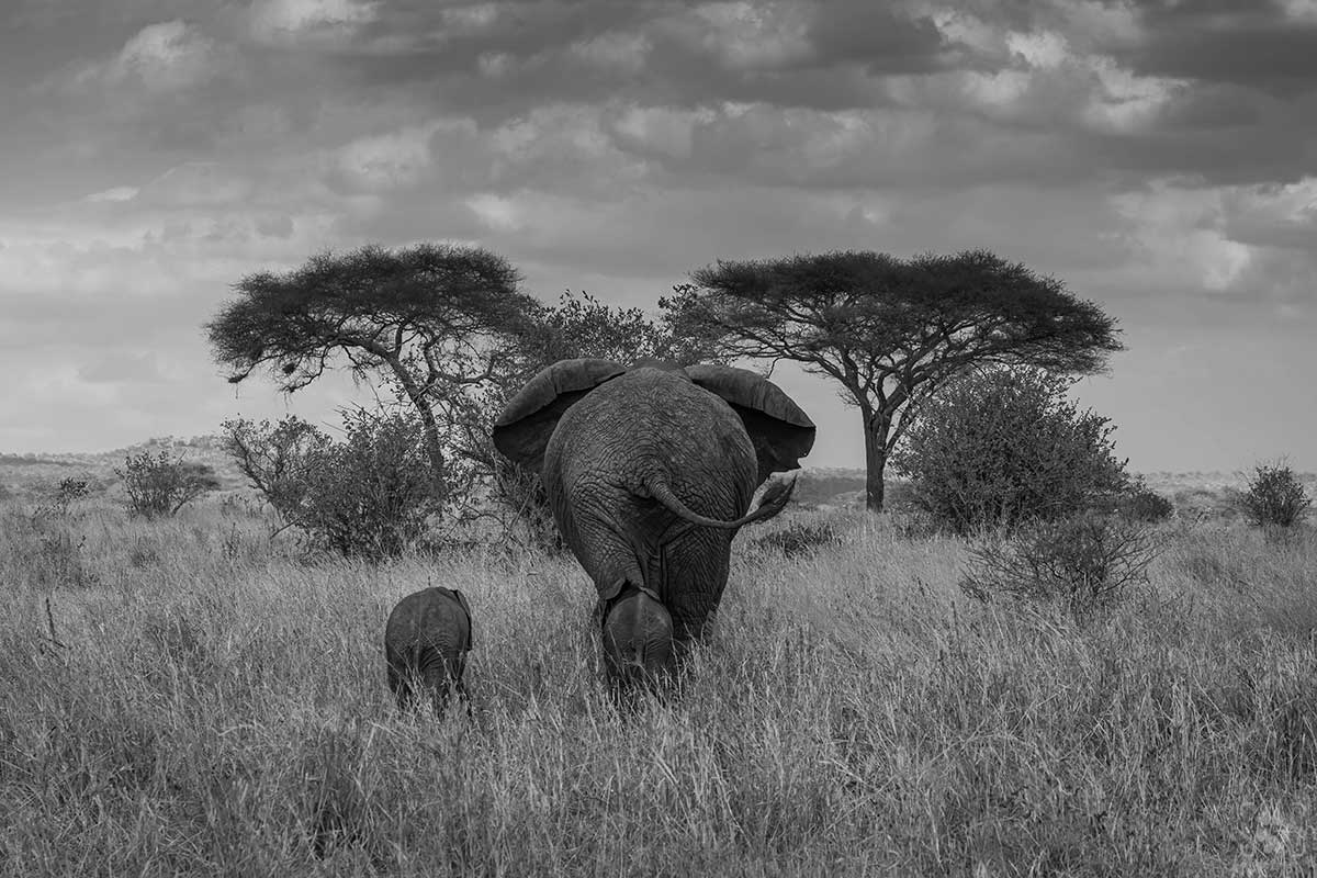 Elefante con due piccoli