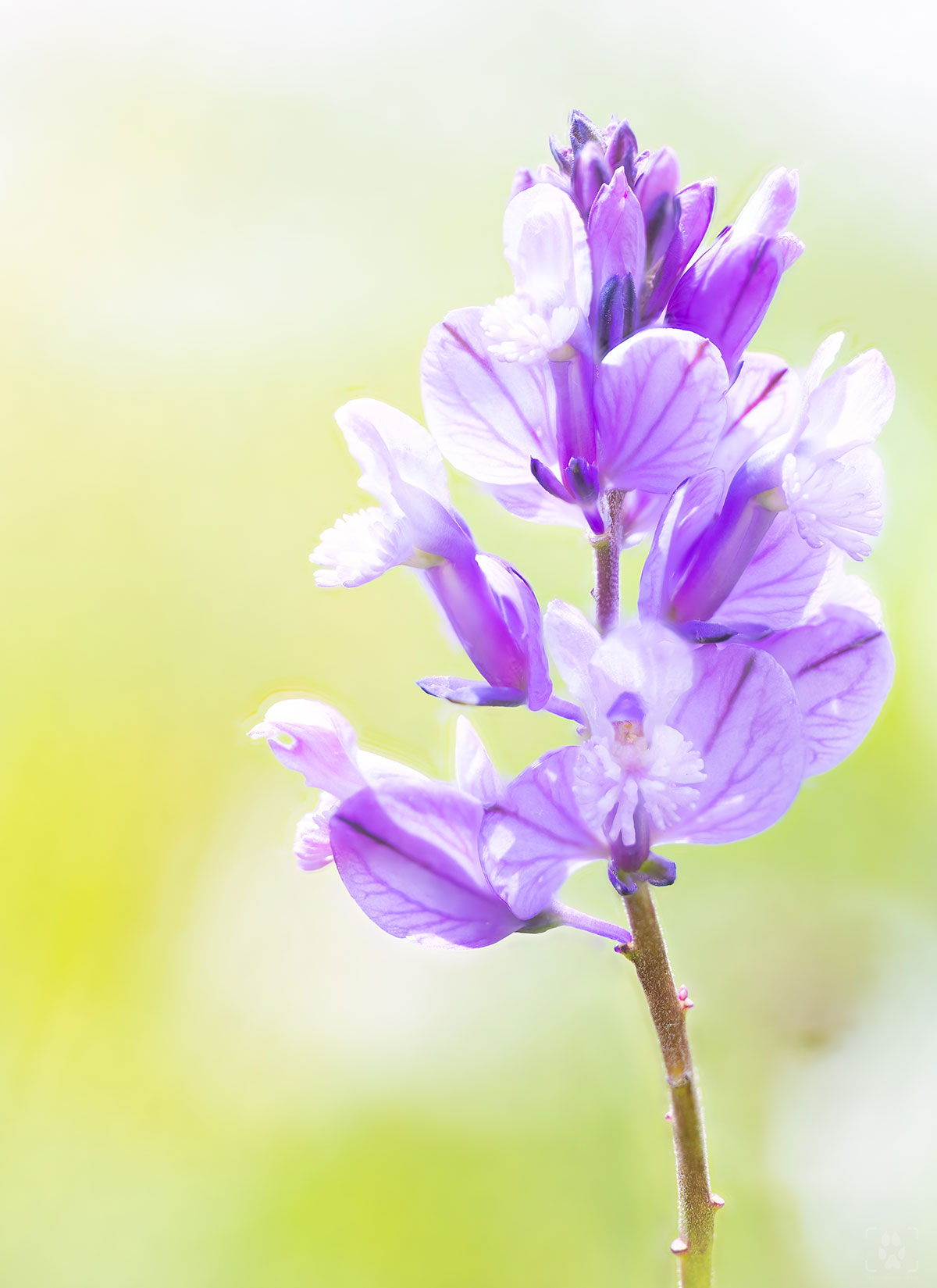 fiore macro fotografia