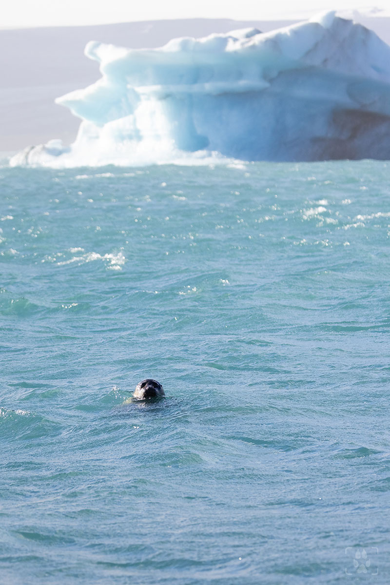 foca tra i ghiacci in Islanda