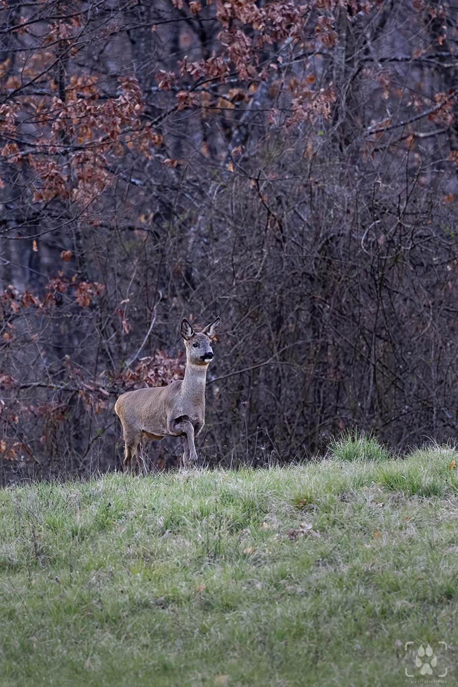 Foto di capriolo d'inverno
