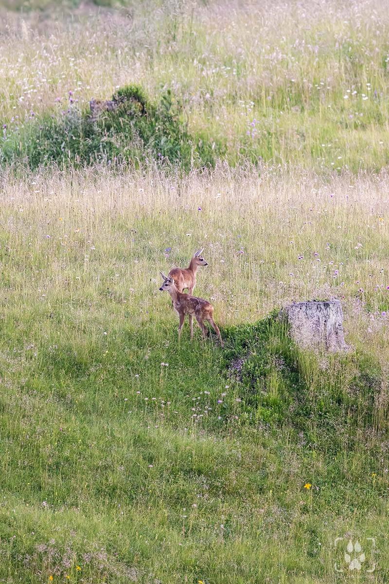 Cuccioli di capriolo che giocano