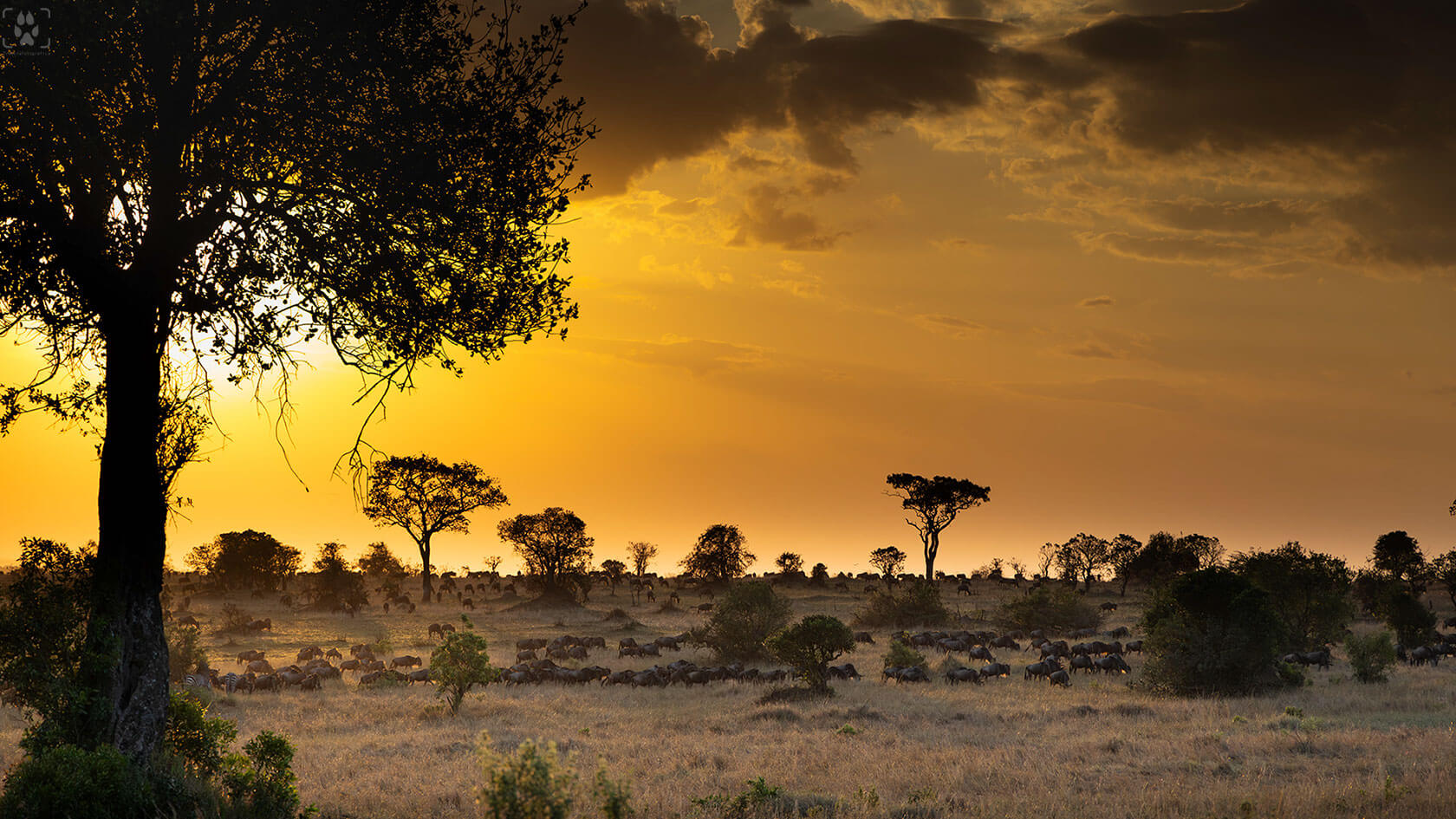 Savana al tramonto