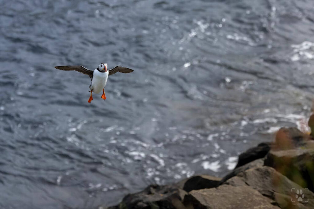 fotografia puffin atterra scogliera