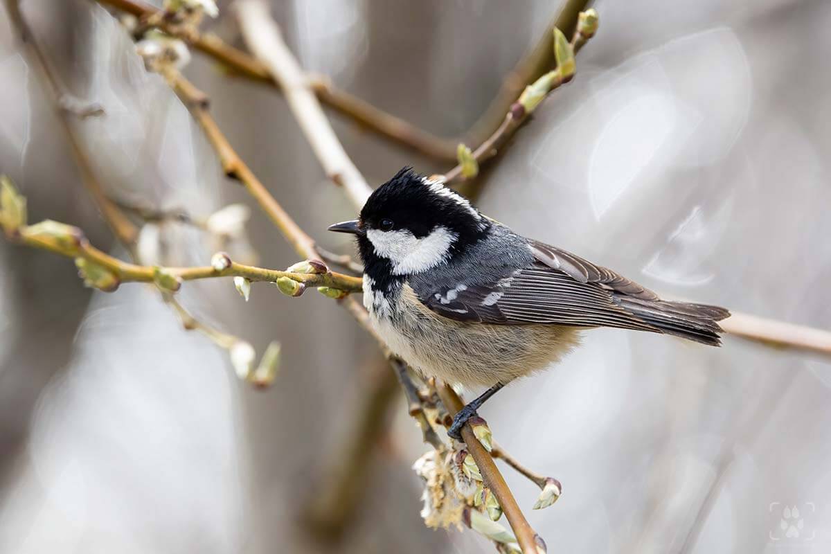 fringuello valle aosta