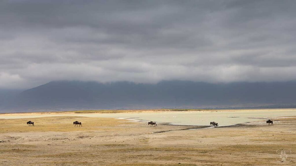 Gnu nel Gorongoro