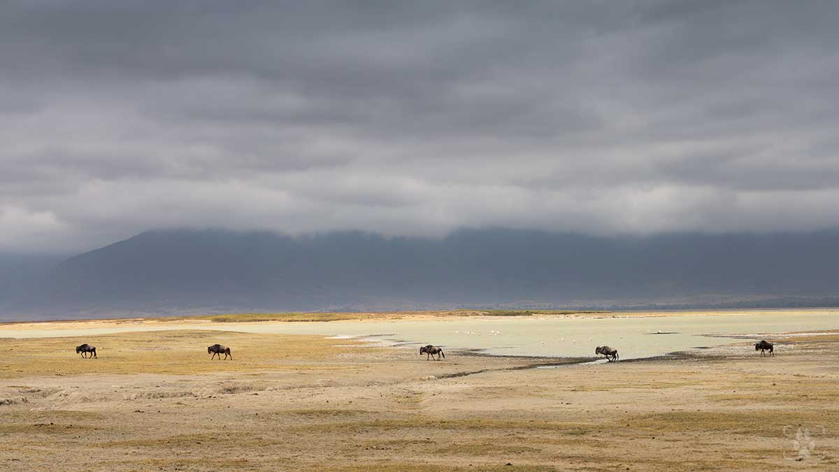 Gnu in fila nel Ngorongoro