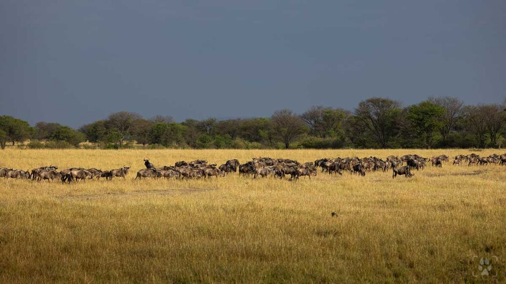 Gnu nel Serengeti