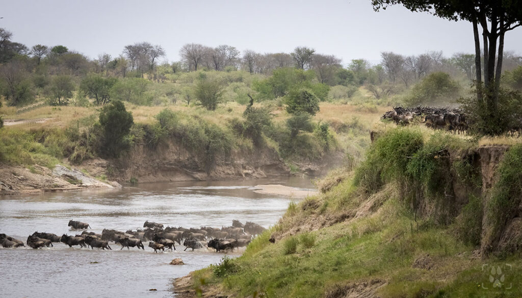 Gnu nel fiume Mara