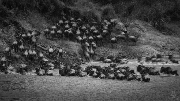 grande migrazione serengeti