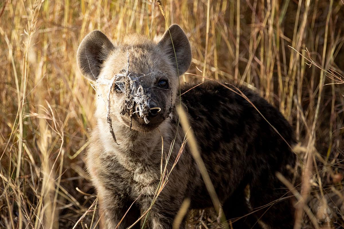 iena cucciolo ragnatela
