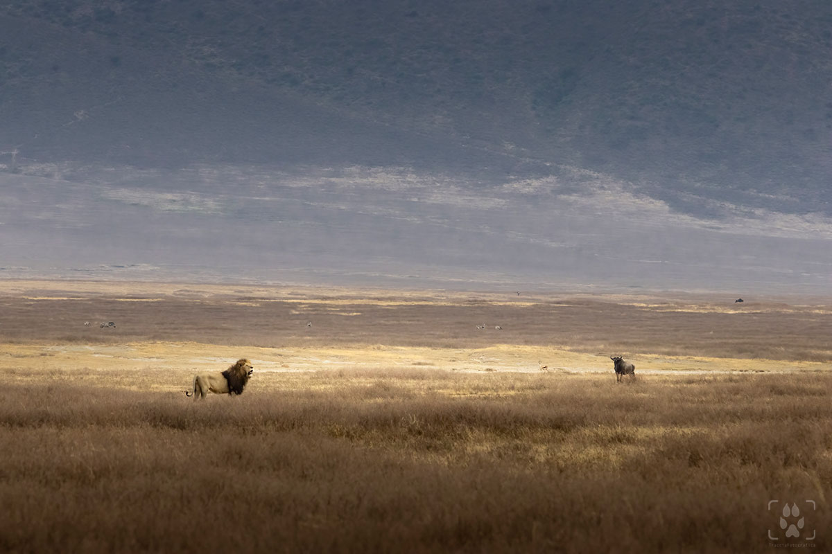 Il re della savana