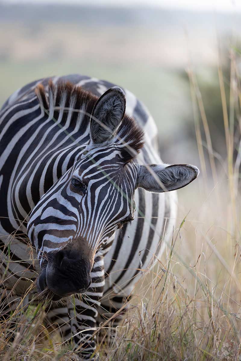 Ritratto di zebra
