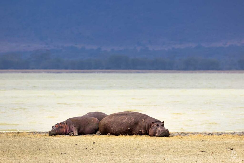Ippopotami Ngorongoro