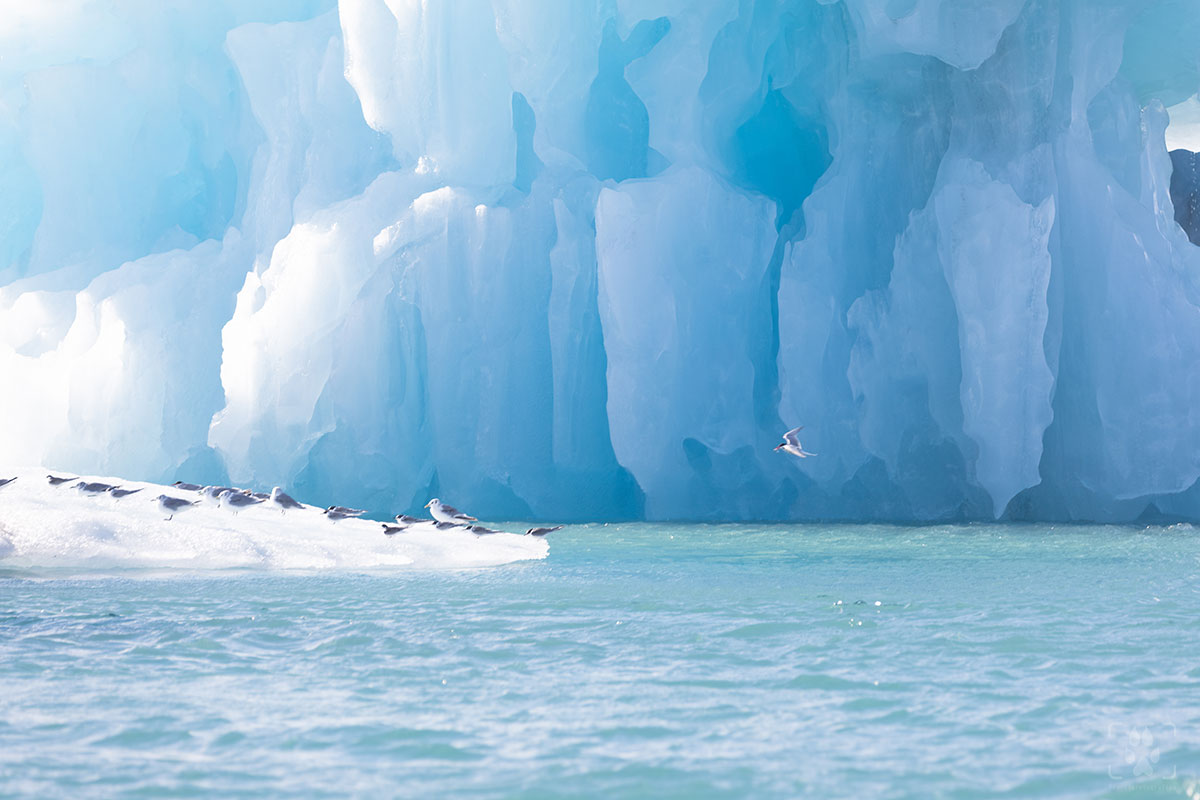 laguna ghiaccio Jökulsárlón
