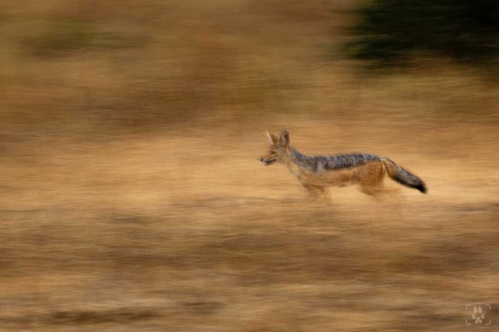 Sciacallo nel Tarangire