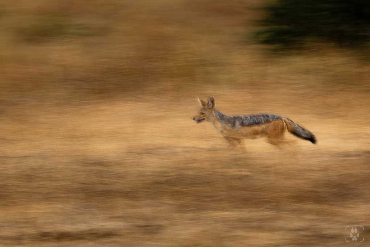 Coyote in movimento